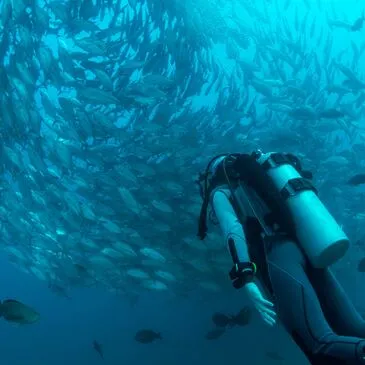 Offrir Brevet de Plongée Sous Marine département Pyrénées orientales Offrir Brevet de Plongée Sous Marine département Pyrénées orientales