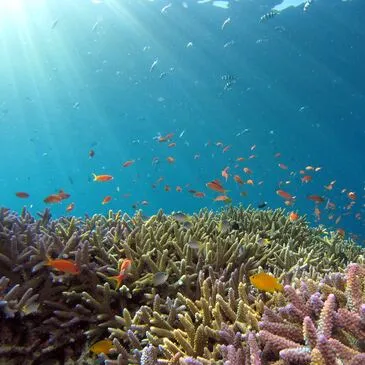 Baptême de plongée, département Morbihan Baptême de plongée, département Morbihan