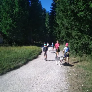 Etaux, à 30 min d'Annecy, Haute savoie (74) - Chien de Traîneau Etaux, à 30 min d'Annecy, Haute savoie (74) - Chien de Traîneau