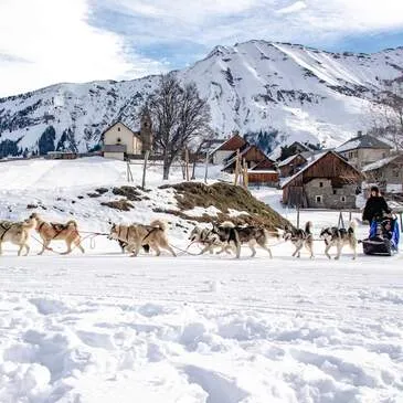 Chien de Traîneau, département Savoie
