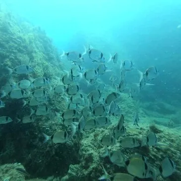 Baptême de plongée proche Saint-Cyprien Baptême de plongée proche Saint-Cyprien