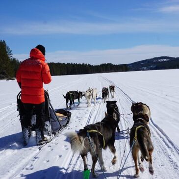 Balades et randonnées en chien de traineau en Auvergne