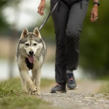 Balade en Cani-Rando près de Bagnères-de-Luchon Balade en Cani-Rando près de Bagnères-de-Luchon