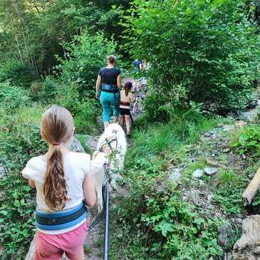 Chien de Traîneau en région Midi-Pyrénées Chien de Traîneau en région Midi-Pyrénées
