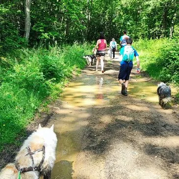 Chien de Traîneau proche Boutx, à 25 min de Bagnères-de-Luchon Chien de Traîneau proche Boutx, à 25 min de Bagnères-de-Luchon