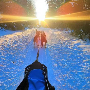 Randonnée en Chiens de Traîneau près de Bagnères-de-Luchon Randonnée en Chiens de Traîneau près de Bagnères-de-Luchon