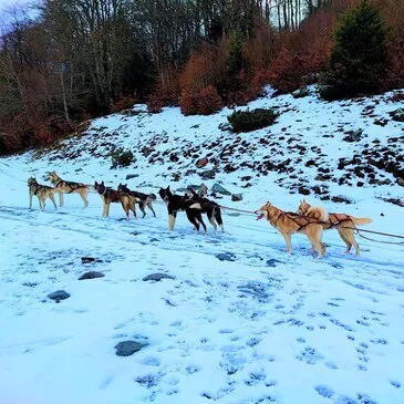 Chien de Traîneau, département Haute Garonne Chien de Traîneau, département Haute Garonne