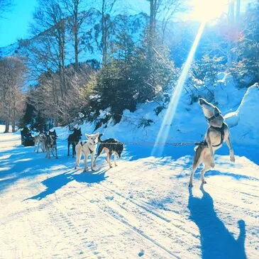 Chien de Traîneau en région Midi-Pyrénées Chien de Traîneau en région Midi-Pyrénées