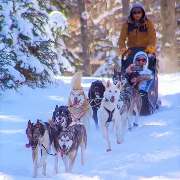 Boutx, à 25 min de Bagnères-de-Luchon, Haute Garonne (31) - Chien de Traîneau Boutx, à 25 min de Bagnères-de-Luchon, Haute Garonne (31) - Chien de Traîneau