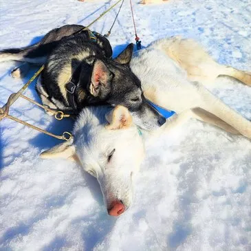 Chien de Traîneau proche Boutx, à 25 min de Bagnères-de-Luchon Chien de Traîneau proche Boutx, à 25 min de Bagnères-de-Luchon