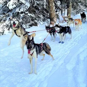 Randonnée en Chiens de Traîneau près de Bagnères-de-Luchon en région Midi-Pyrénées Randonnée en Chiens de Traîneau près de Bagnères-de-Luchon en région Midi-Pyrénées