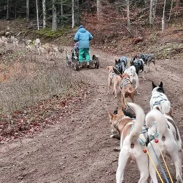 Chien de Traîneau, département Drôme