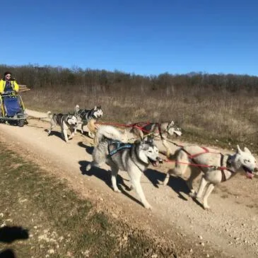 Chien de Traîneau, département Aube Chien de Traîneau, département Aube