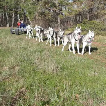 Chien de Traîneau en région Champagne-Ardenne Chien de Traîneau en région Champagne-Ardenne