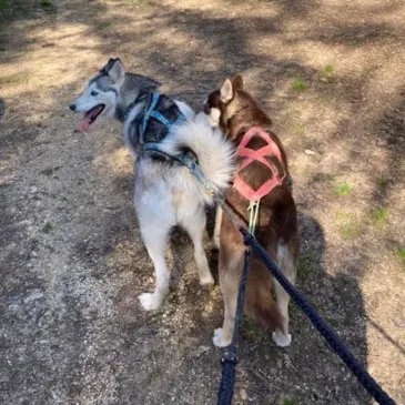 Balade en Cani-Rando près de Troyes Balade en Cani-Rando près de Troyes