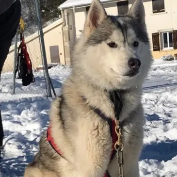 Chien de Traîneau, département Aube Chien de Traîneau, département Aube