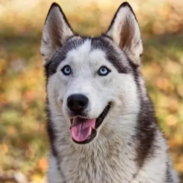 Aube (10) Champagne-Ardenne - Montagne - Sports d'Hiver Aube (10) Champagne-Ardenne - Montagne - Sports d'Hiver