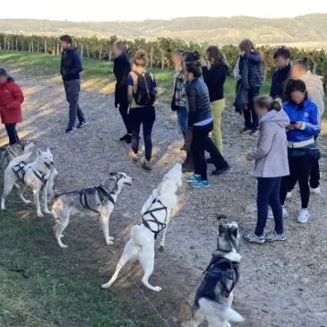 Mussy-sur-Seine, à 1h de Troyes, Aube (10) - Chien de Traîneau
