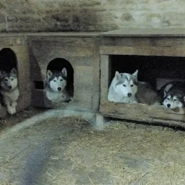 Chien de Traîneau proche Mussy-sur-Seine, à 1h de Troyes