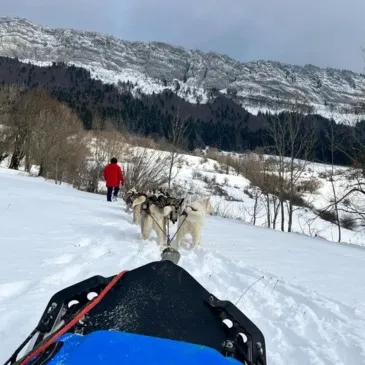 Chien de Traîneau, département Isère Chien de Traîneau, département Isère