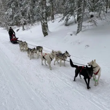 Chien de Traîneau en région Rhône-Alpes Chien de Traîneau en région Rhône-Alpes