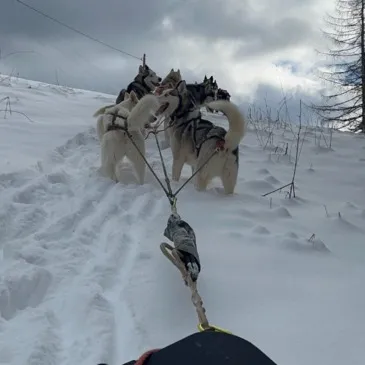 Chien de Traîneau proche Rencurel Chien de Traîneau proche Rencurel