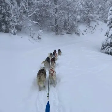 Randonnée en Chiens de Traîneau dans la Station des Coulmes en région Rhône-Alpes Randonnée en Chiens de Traîneau dans la Station des Coulmes en région Rhône-Alpes