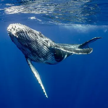 Ile de la Réunion (974) Outre-Mer - Sport Aquatique Ile de la Réunion (974) Outre-Mer - Sport Aquatique
