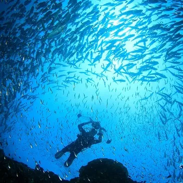 Saint-Gilles les Bains, à 20 min de Saint Paul, Ile de la Réunion (974) - Baptême de plongée Saint-Gilles les Bains, à 20 min de Saint Paul, Ile de la Réunion (974) - Baptême de plongée