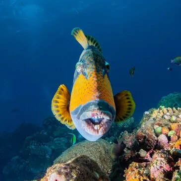Baptême de plongée proche Saint-Gilles les Bains, à 20 min de Saint Paul Baptême de plongée proche Saint-Gilles les Bains, à 20 min de Saint Paul