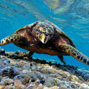 Baptême de Plongée près de Saint Paul à La Réunion en région Outre-Mer