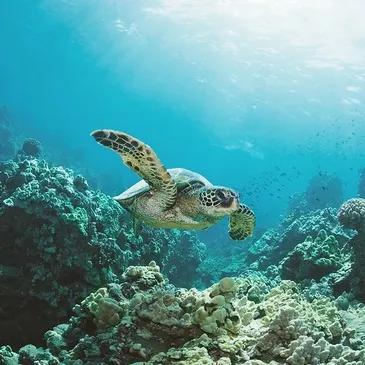 Sport Aquatique en région Outre-Mer Sport Aquatique en région Outre-Mer