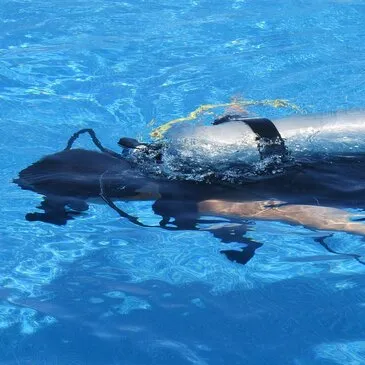 Brevet de Plongée Sous Marine en région Midi-Pyrénées Brevet de Plongée Sous Marine en région Midi-Pyrénées