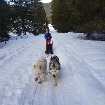 Conduite d'un Attelage de Chiens près de Thonon-les-Bain Conduite d'un Attelage de Chiens près de Thonon-les-Bain