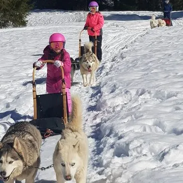 Chien de Traîneau, département Haute savoie Chien de Traîneau, département Haute savoie