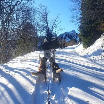 Chien de Traîneau en région Rhône-Alpes Chien de Traîneau en région Rhône-Alpes