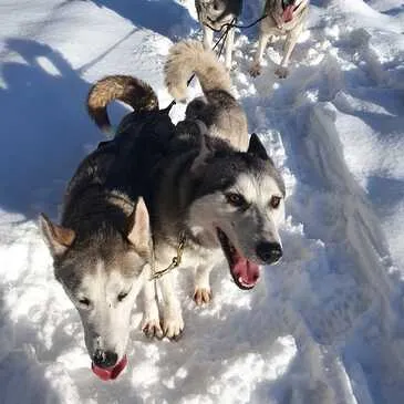 Bellevaux, à 30 min de Thonon-les-Bains, Haute savoie (74) - Chien de Traîneau Bellevaux, à 30 min de Thonon-les-Bains, Haute savoie (74) - Chien de Traîneau