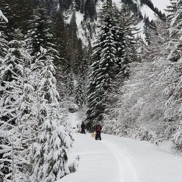 Chien de Traîneau proche Bellevaux, à 30 min de Thonon-les-Bains Chien de Traîneau proche Bellevaux, à 30 min de Thonon-les-Bains
