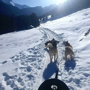 Conduite d'un Attelage de Chiens près de Thonon-les-Bain en région Rhône-Alpes Conduite d'un Attelage de Chiens près de Thonon-les-Bain en région Rhône-Alpes