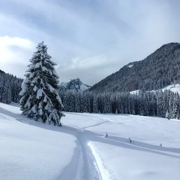Réserver Chien de Traîneau département Haute savoie Réserver Chien de Traîneau département Haute savoie