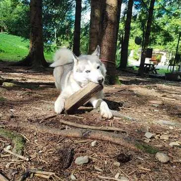 Chien de Traîneau, département Haute savoie Chien de Traîneau, département Haute savoie