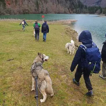 Chien de Traîneau en région Rhône-Alpes Chien de Traîneau en région Rhône-Alpes
