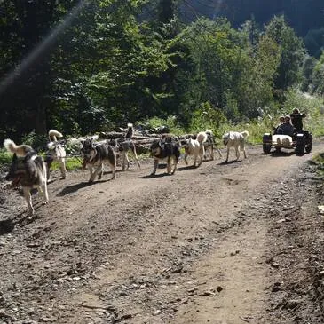 Chien de Traîneau, département Haute savoie Chien de Traîneau, département Haute savoie