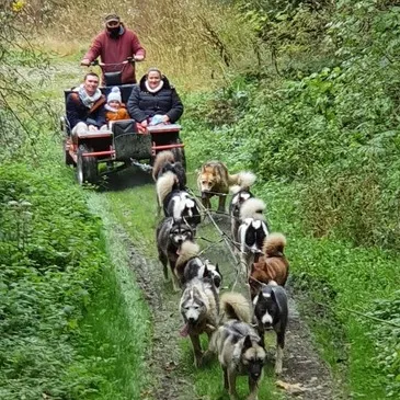 Vailly, à 20 min de Thonon-les-Bains, Haute savoie (74) - Chien de Traîneau Vailly, à 20 min de Thonon-les-Bains, Haute savoie (74) - Chien de Traîneau