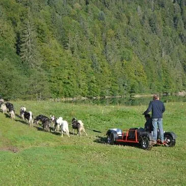 Chien de Traîneau proche Vailly, à 20 min de Thonon-les-Bains Chien de Traîneau proche Vailly, à 20 min de Thonon-les-Bains