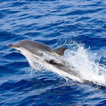 Sortie en Mer à la rencontre des Dauphins et Baleines à Bandol