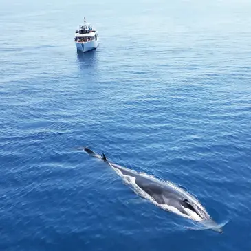 Offrir Balade en Bateau pour voir les Dauphins département Var