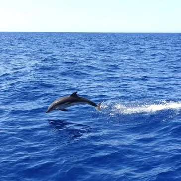 Balade en Bateau pour voir les Dauphins en région PACA et Corse