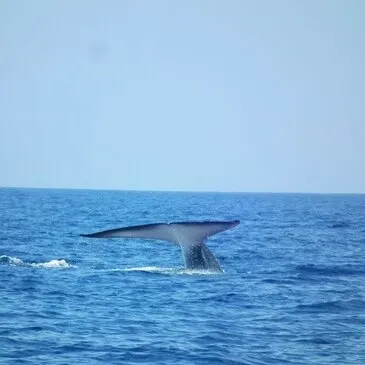 Var (83) PACA et Corse - Sport Aquatique Var (83) PACA et Corse - Sport Aquatique