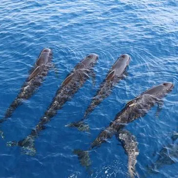 Balade en Bateau pour voir les Dauphins proche Bandol Balade en Bateau pour voir les Dauphins proche Bandol